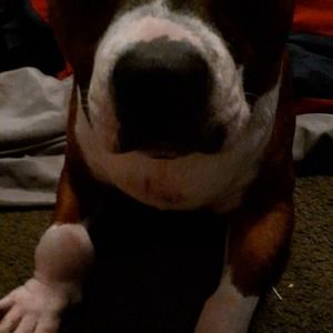 Meet your Posher, Ernest